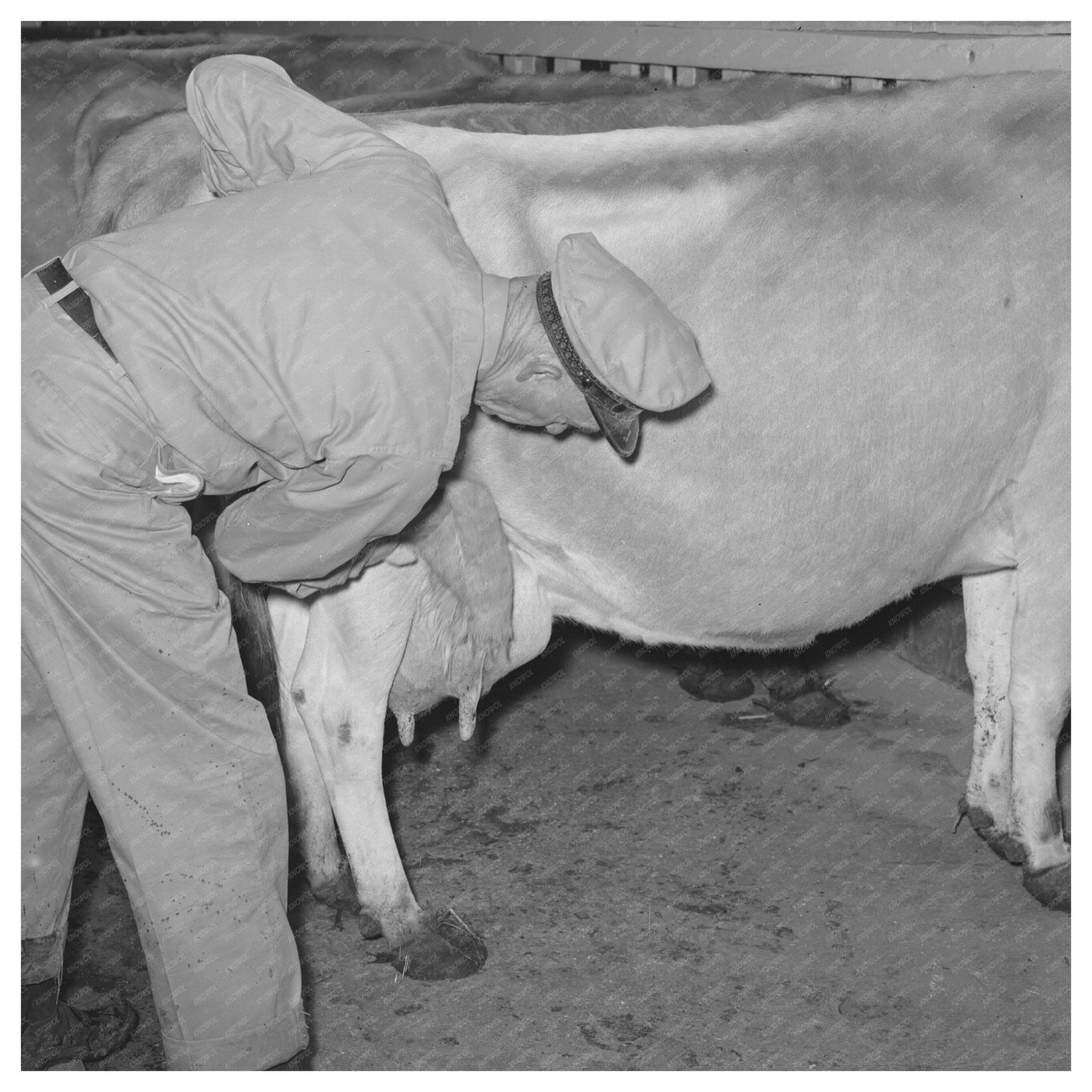 Farmer Washing Cow Udder at Texas Dairy Farm 1939 - Available at KNOWOL