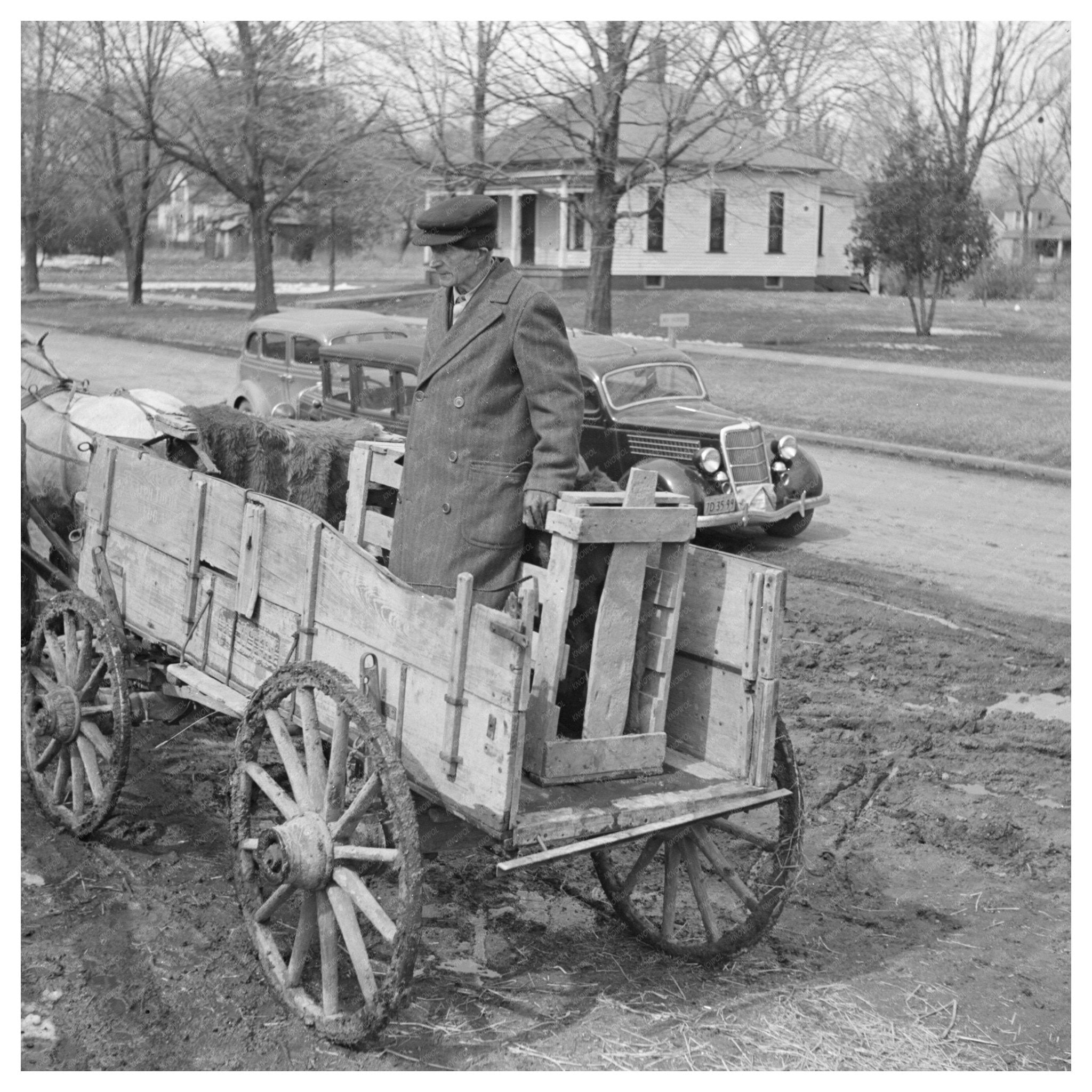 Farmer with Calf in Aledo Illinois March 1937 - Available at KNOWOL