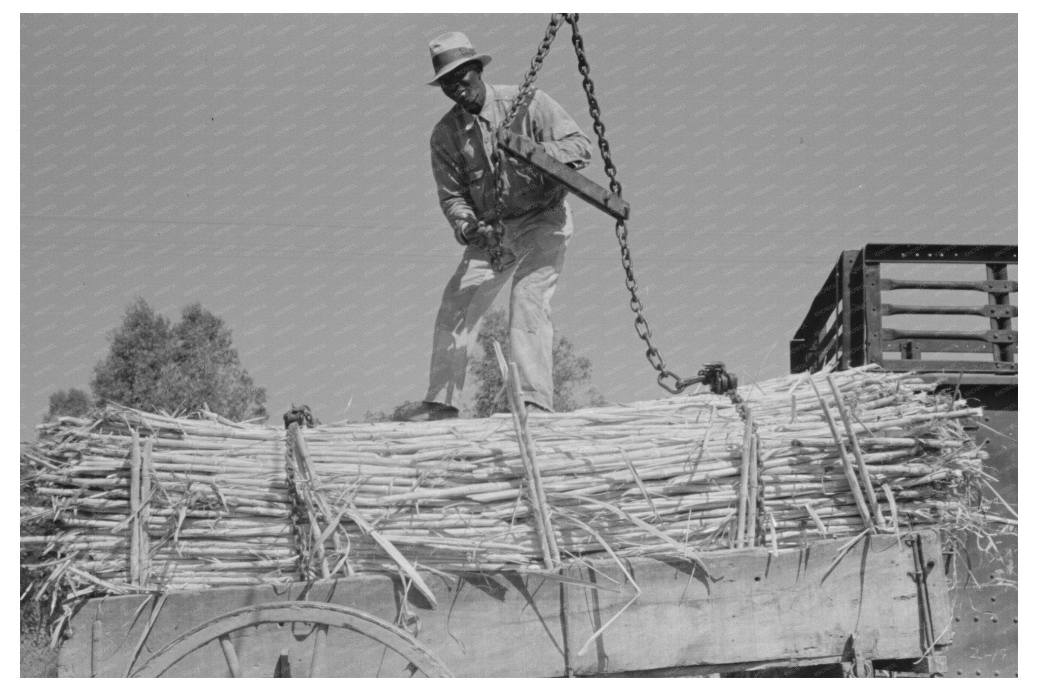 Farmer with Sugarcane Load New Roads Louisiana 1938 - Available at KNOWOL