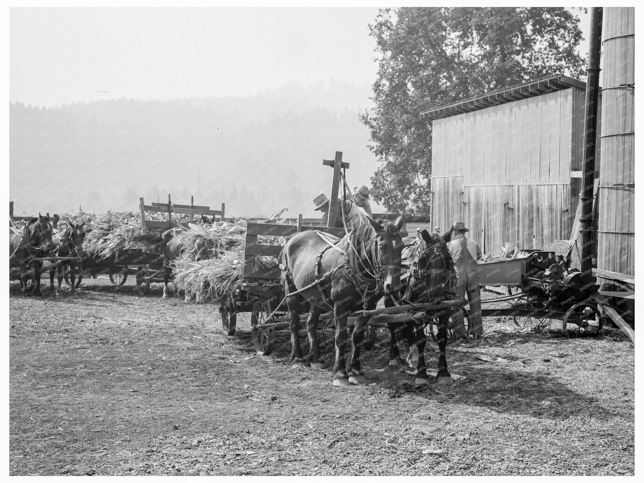 Farmers Collaborate with Ensilage Cutter Oregon 1939 - Available at KNOWOL