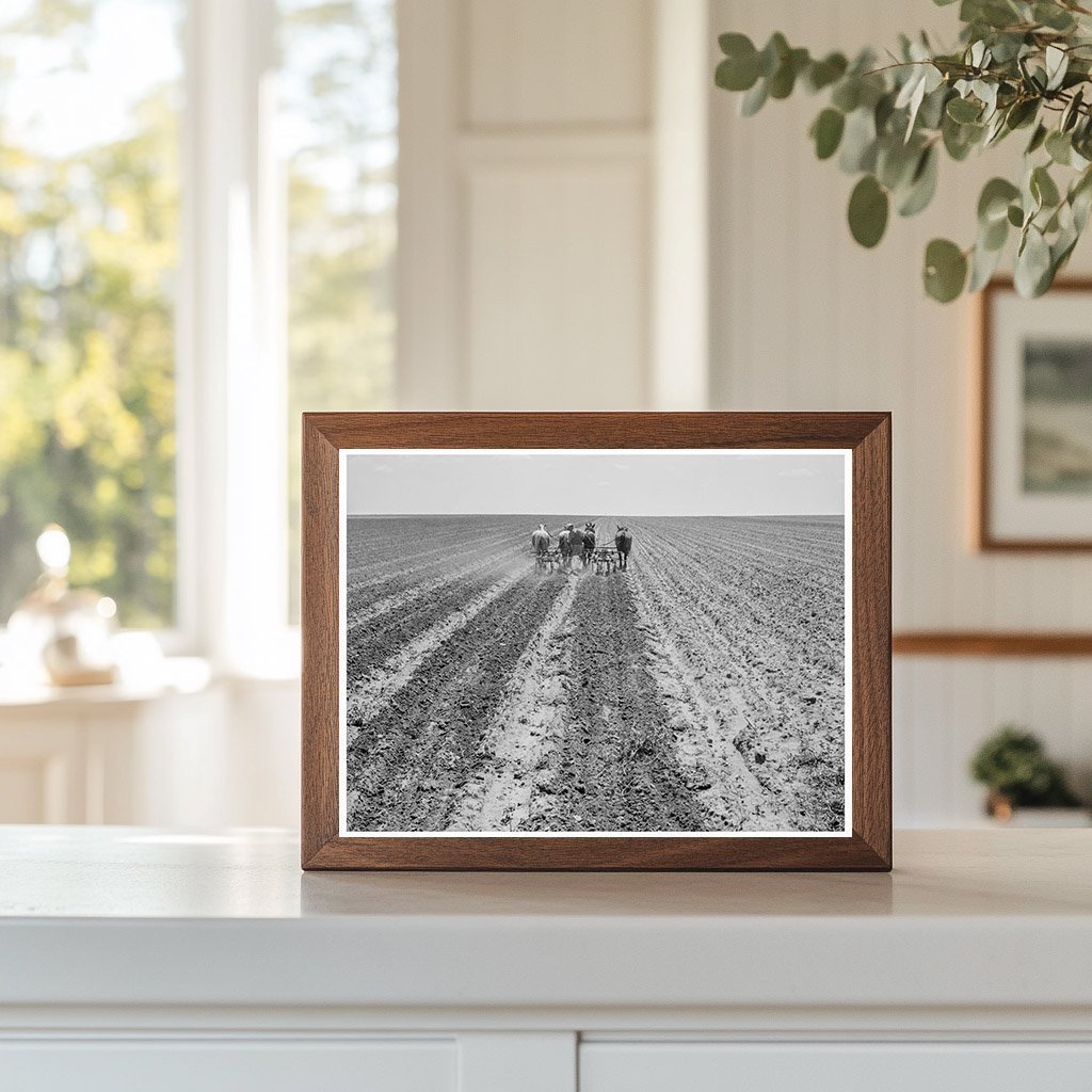 Farmers Cultivating Cotton Fields in Texas Panhandle 1938 - Available at KNOWOL