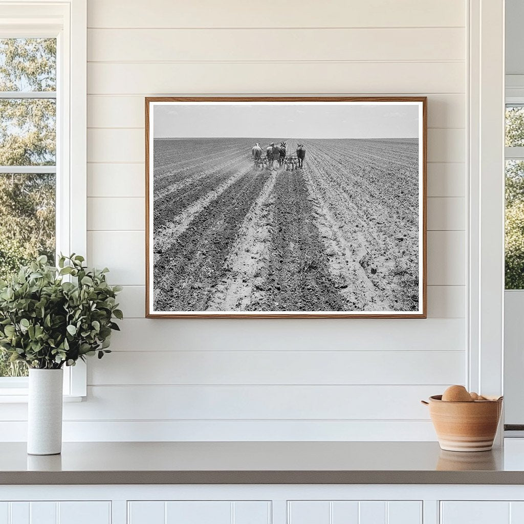 Farmers Cultivating Cotton Fields in Texas Panhandle 1938 - Available at KNOWOL