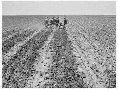 Farmers Cultivating Cotton Fields in Texas Panhandle 1938 - Available at KNOWOL