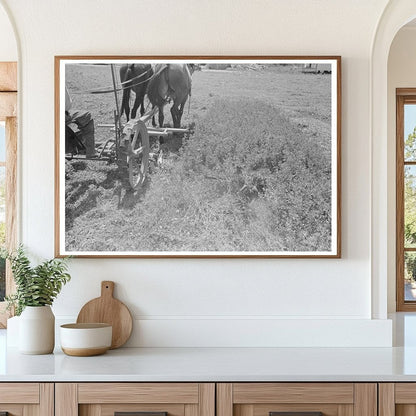 Farmers Cutting Alfalfa New Madrid County Missouri 1938 - Available at KNOWOL