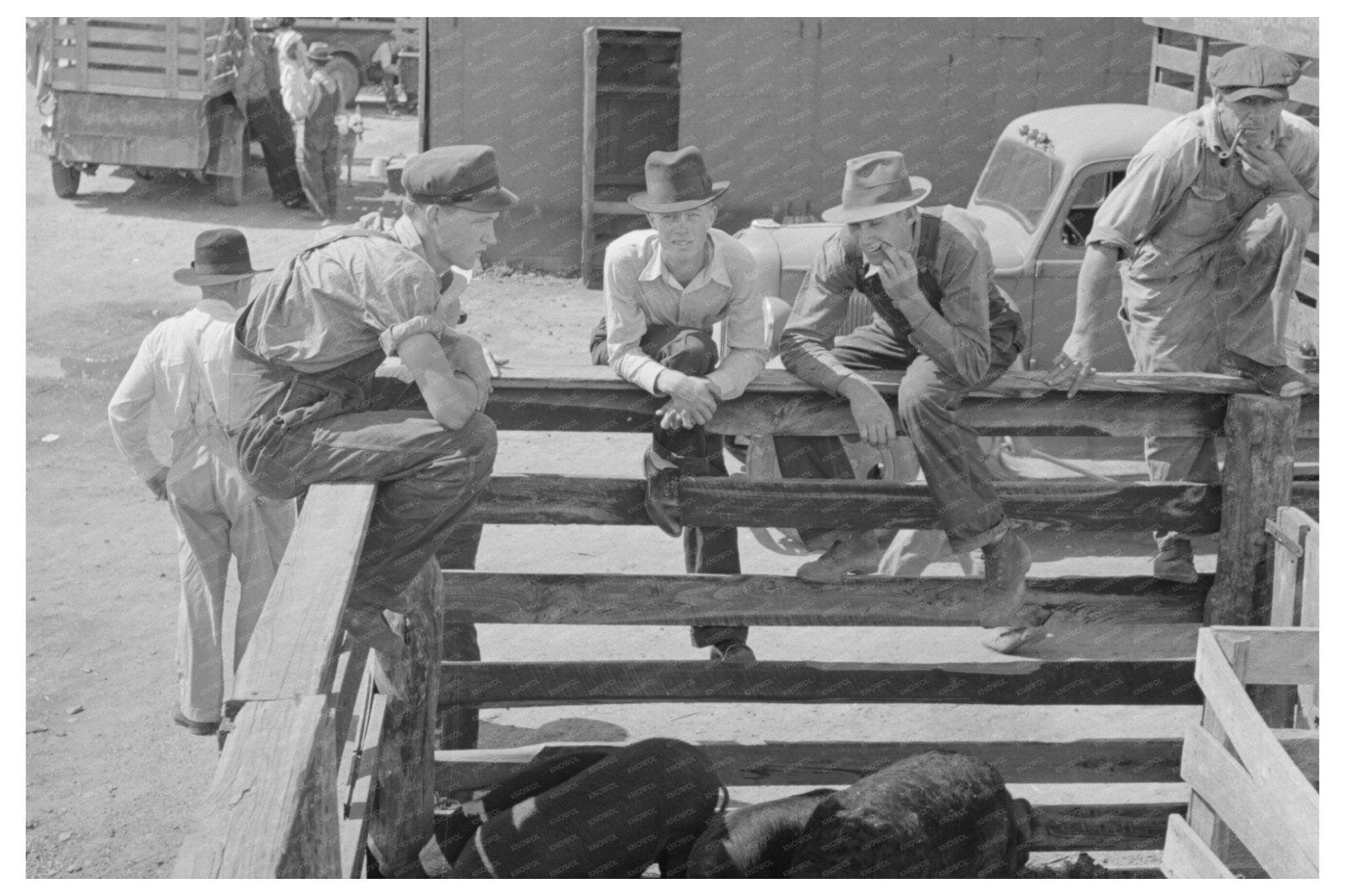 Farmers Examining Livestock Auction Sikeston Missouri 1938 - Available at KNOWOL