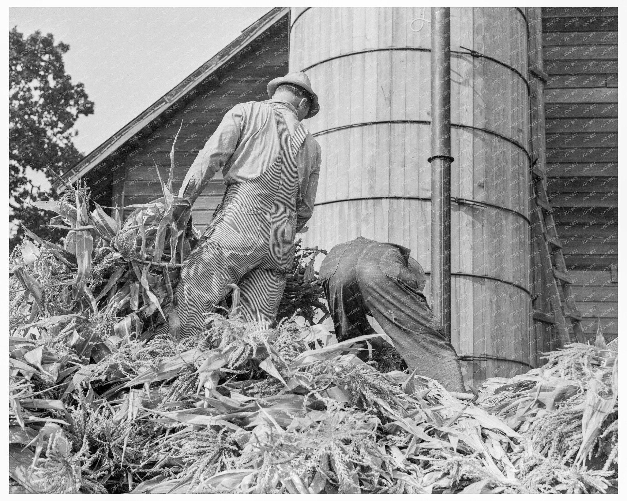 Farmers Feeding Corn into Ensilage Cutter Oregon 1939 - Available at KNOWOL