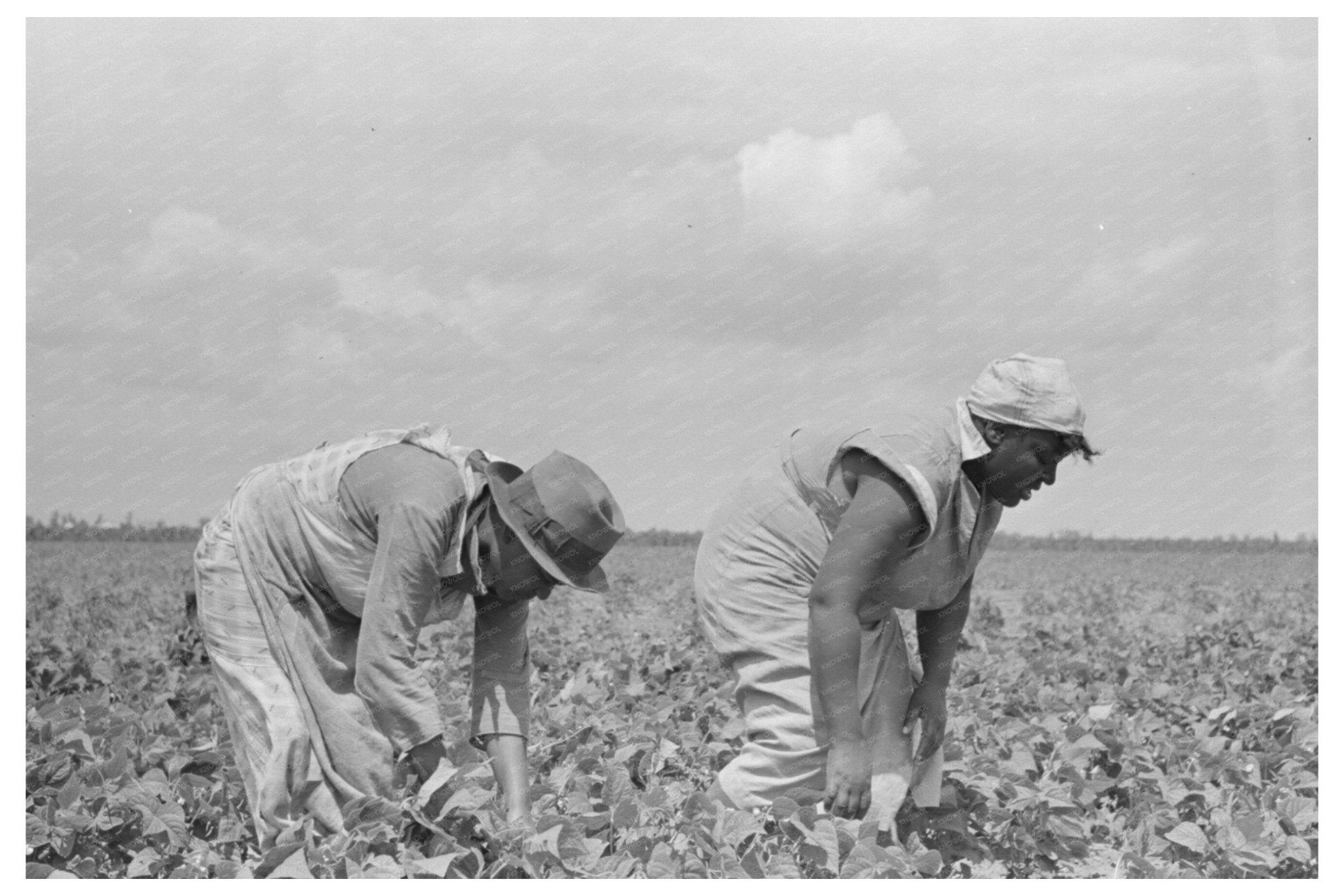 Farmers Harvesting String Beans Southeast Missouri 1938 - Available at KNOWOL