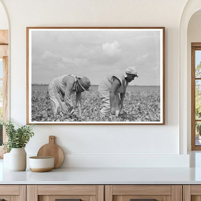 Farmers Harvesting String Beans Southeast Missouri 1938 - Available at KNOWOL