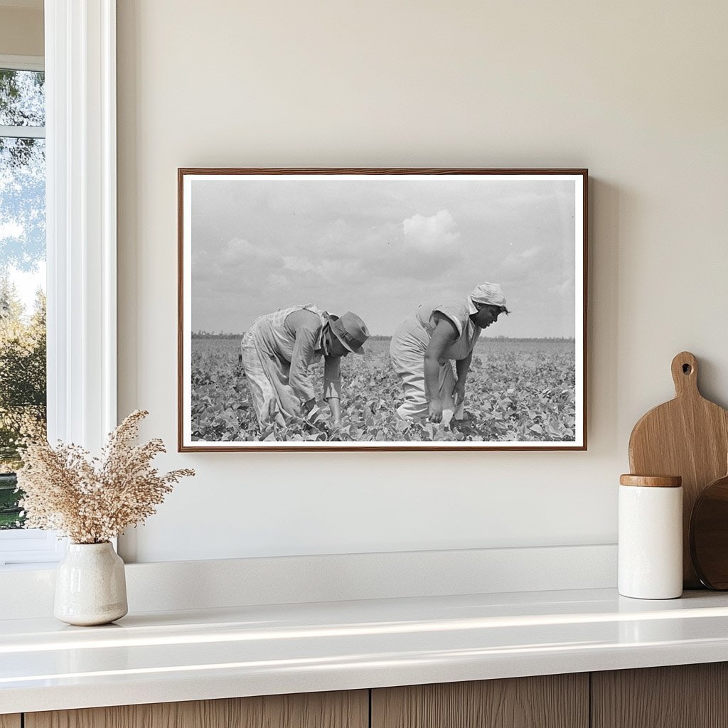 Farmers Harvesting String Beans Southeast Missouri 1938 - Available at KNOWOL