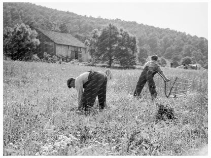 Farmers Harvesting Wheat in Virginia 1936 - Available at KNOWOL