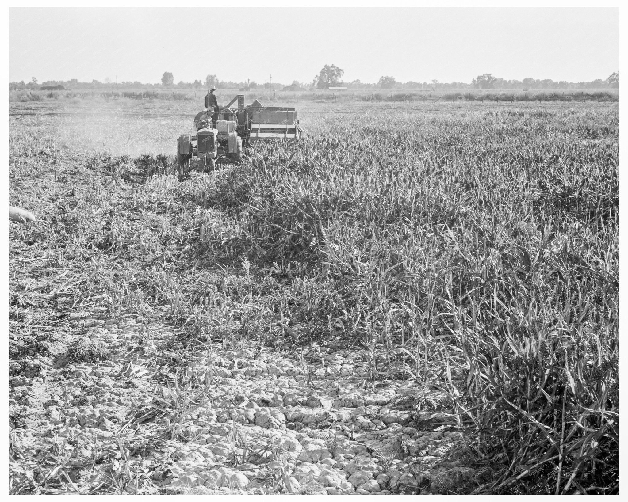 Farmers with All - Crop Harvester Tulare County 1938 - Available at KNOWOL