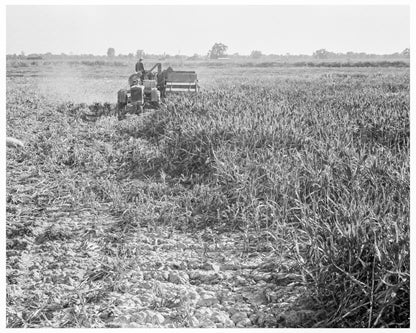 Farmers with All - Crop Harvester Tulare County 1938 - Available at KNOWOL