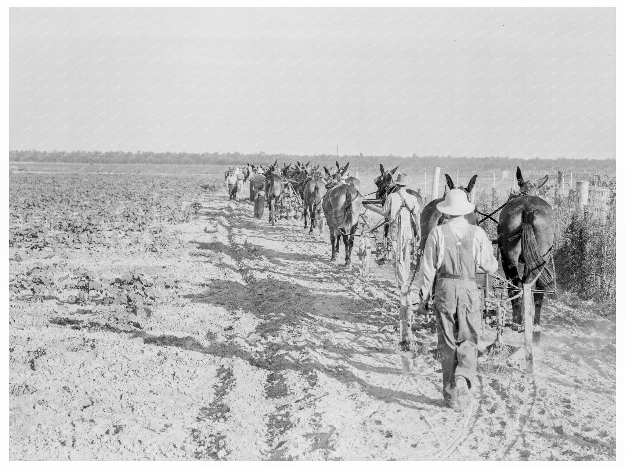 Farmers with Mule Teams at Lake Dick Project 1938 - Available at KNOWOL