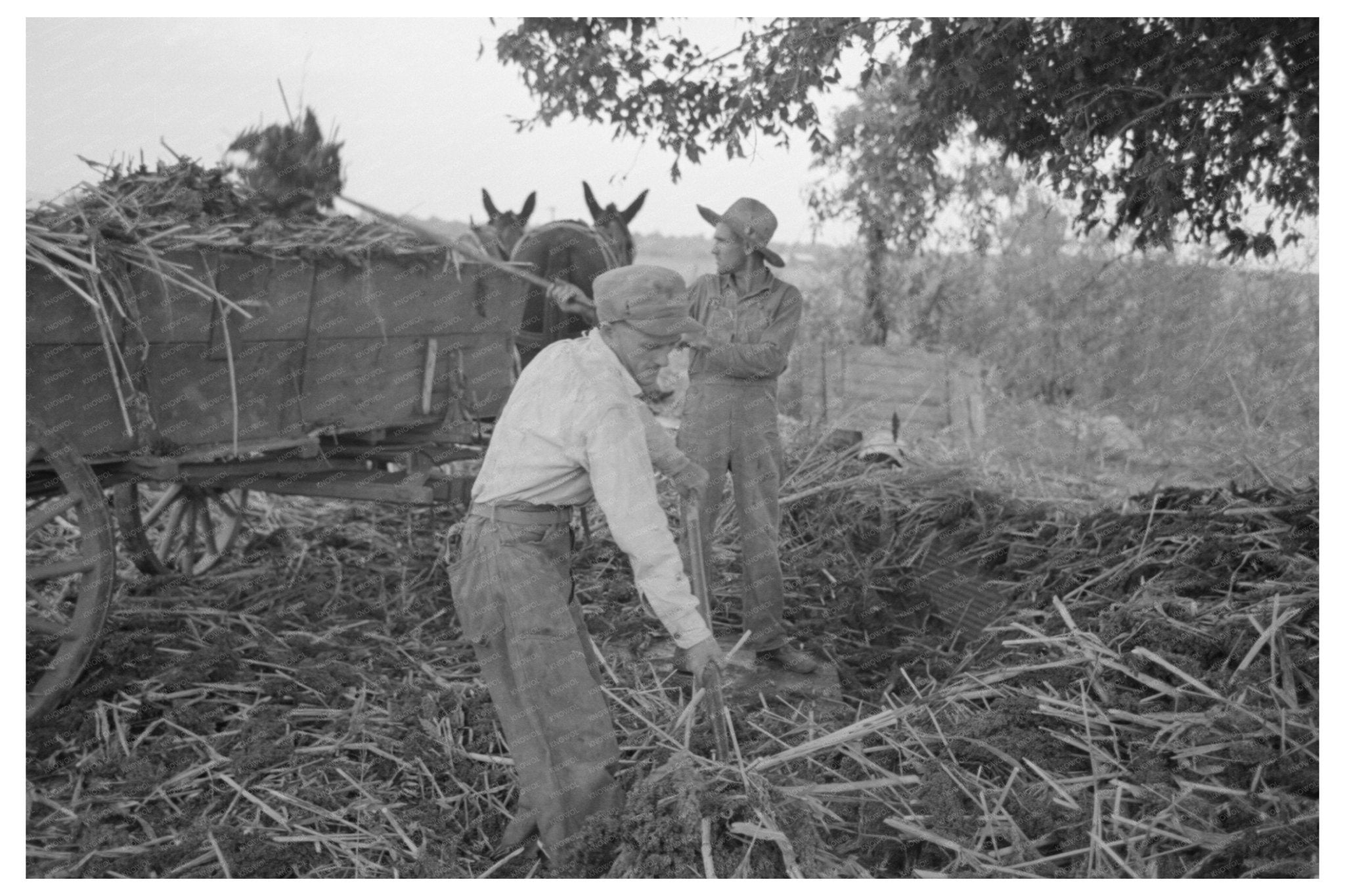 Farming Scene at Lake Dick Arkansas September 1938 - Available at KNOWOL