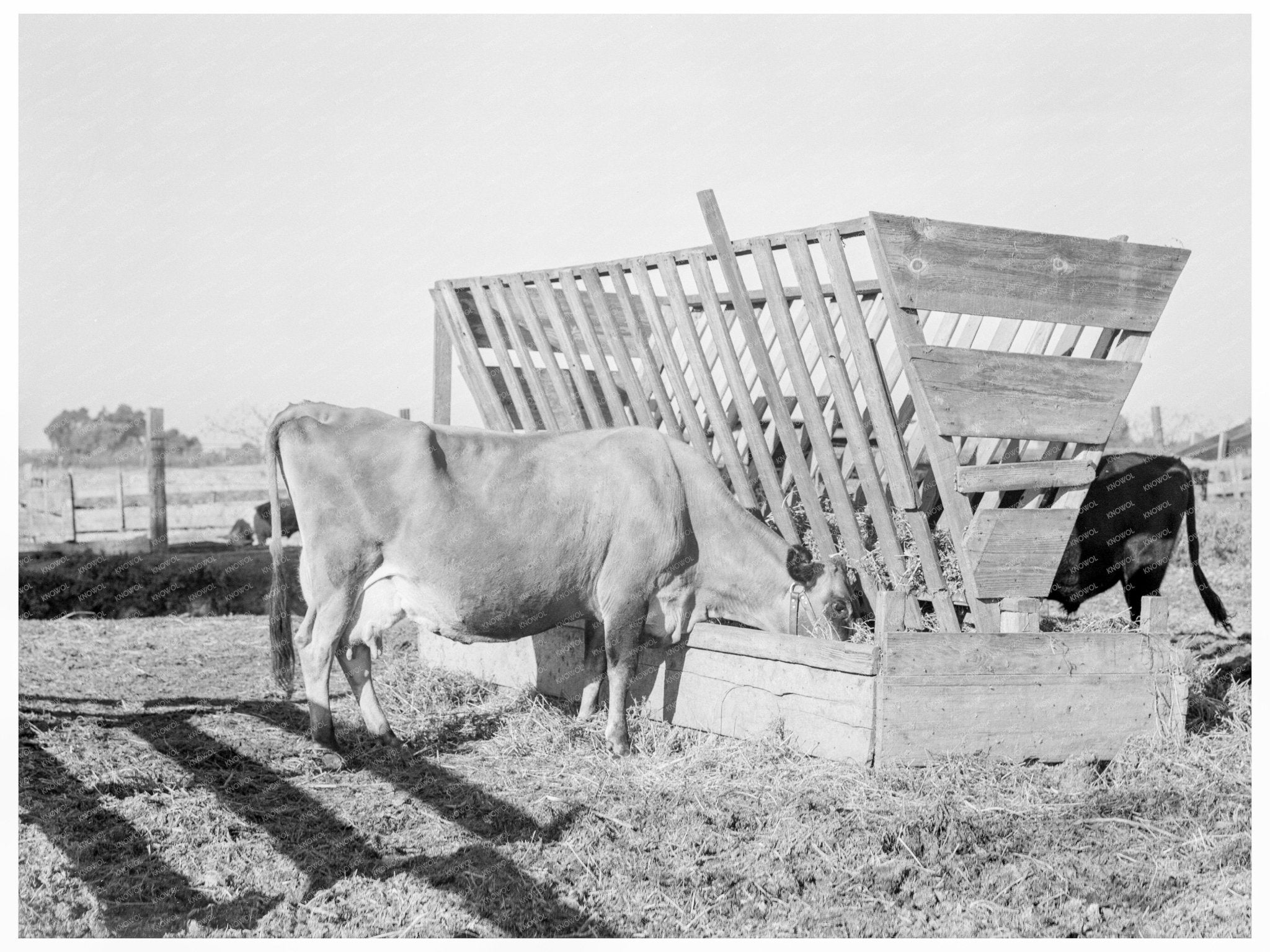 Farmyard Scene in Tulare County California 1938 - Available at KNOWOL