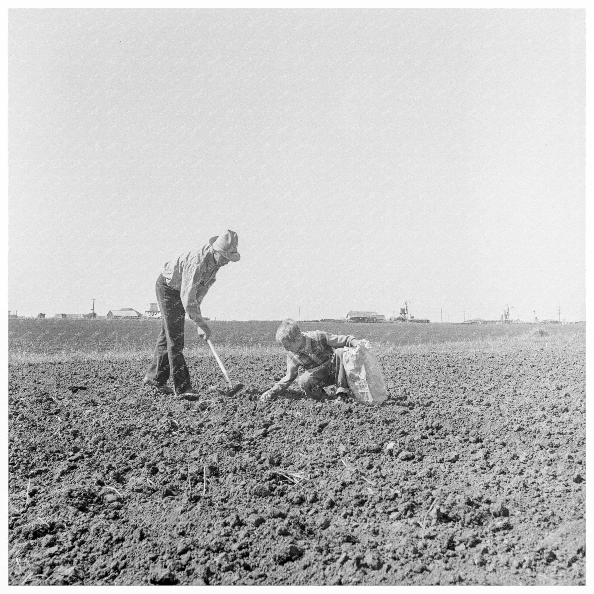 Father and Son Planting Potatoes Salinas California 1939 - Available at KNOWOL