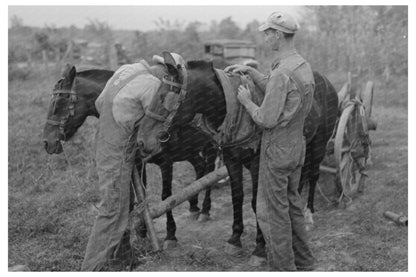 Father and Son Unhitching Horses Louisiana 1938 - Available at KNOWOL