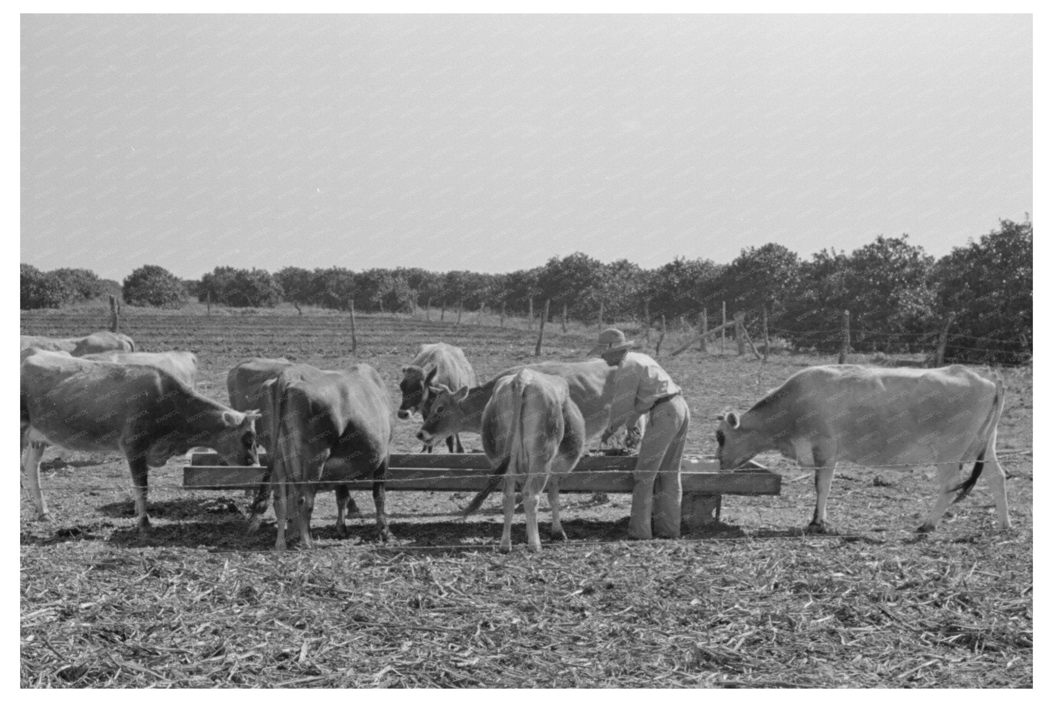 Feeding Cattle Silage in Hidalgo County Texas February 1939 - Available at KNOWOL