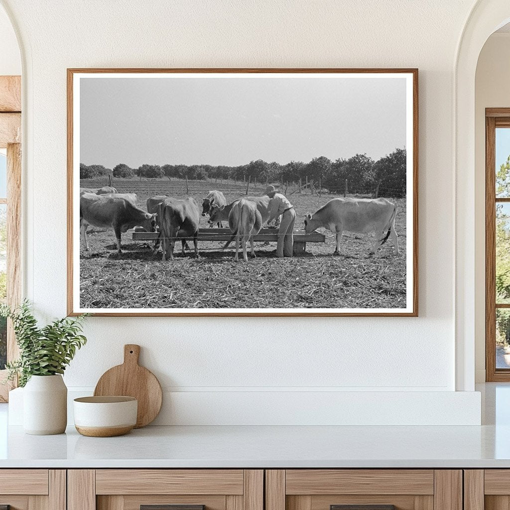 Feeding Cattle Silage in Hidalgo County Texas February 1939 - Available at KNOWOL