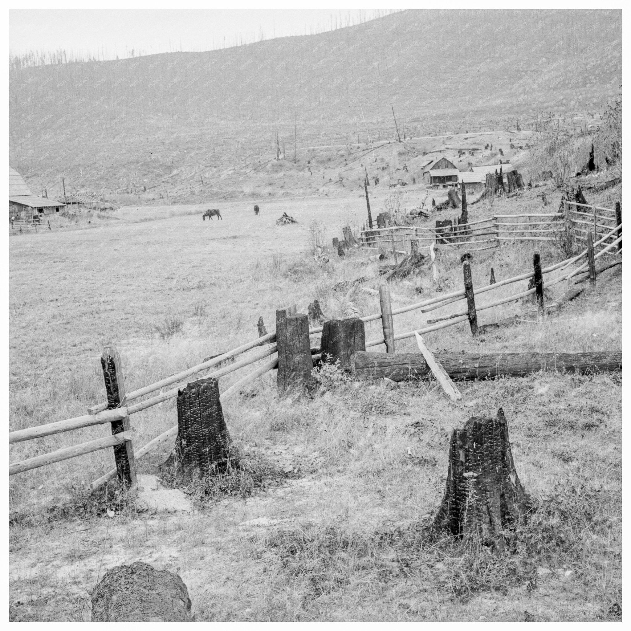 Fenced Pasture on Cut - Over Farm Priest River Valley 1939 - Available at KNOWOL