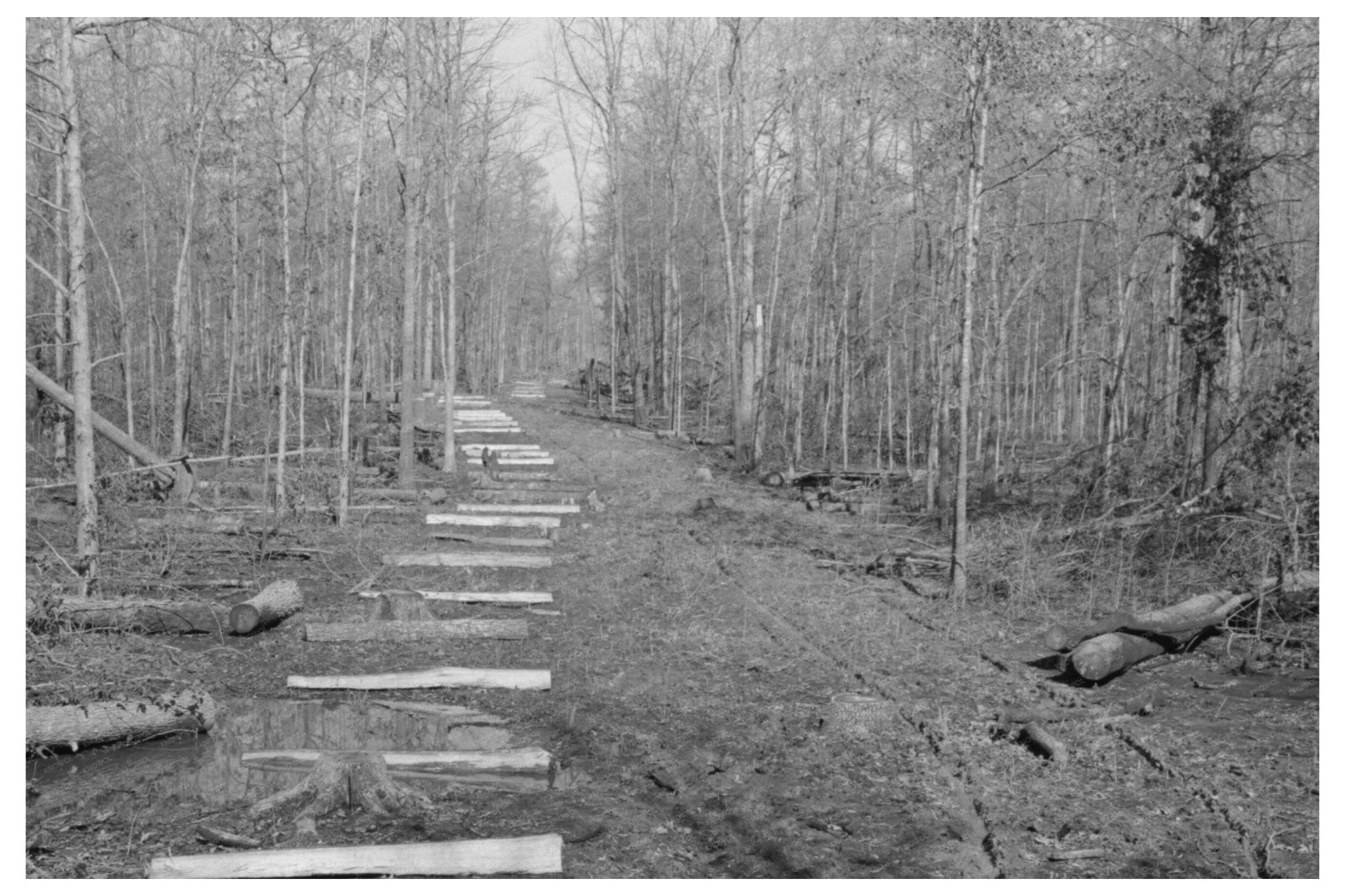 Fenceposts Along Dirt Lane in Arkansas January 1939 - Available at KNOWOL