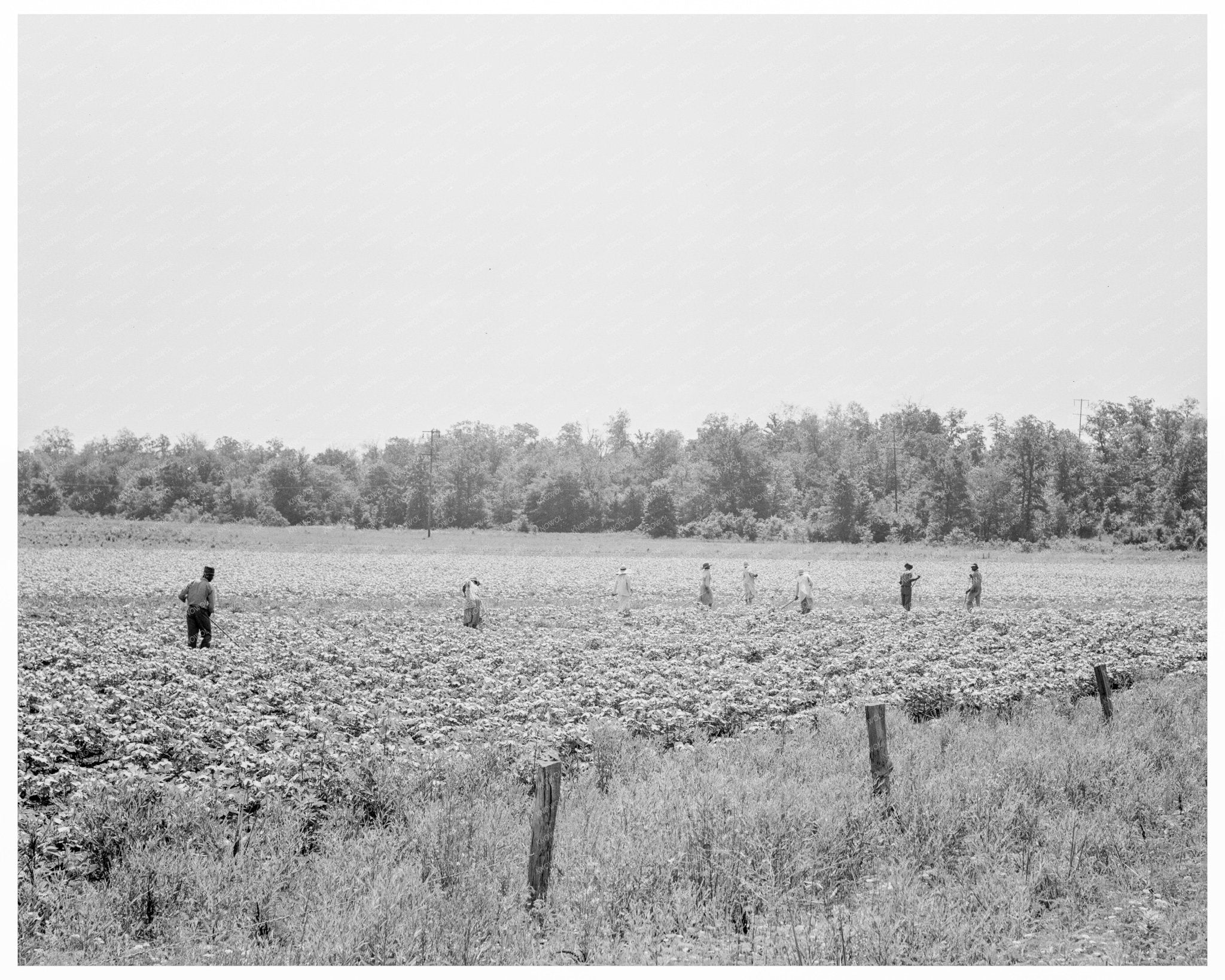 Field Hands Hoeing Cotton Menifee Arkansas 1938 - Available at KNOWOL