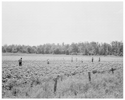 Field Hands Hoeing Cotton Menifee Arkansas 1938 - Available at KNOWOL