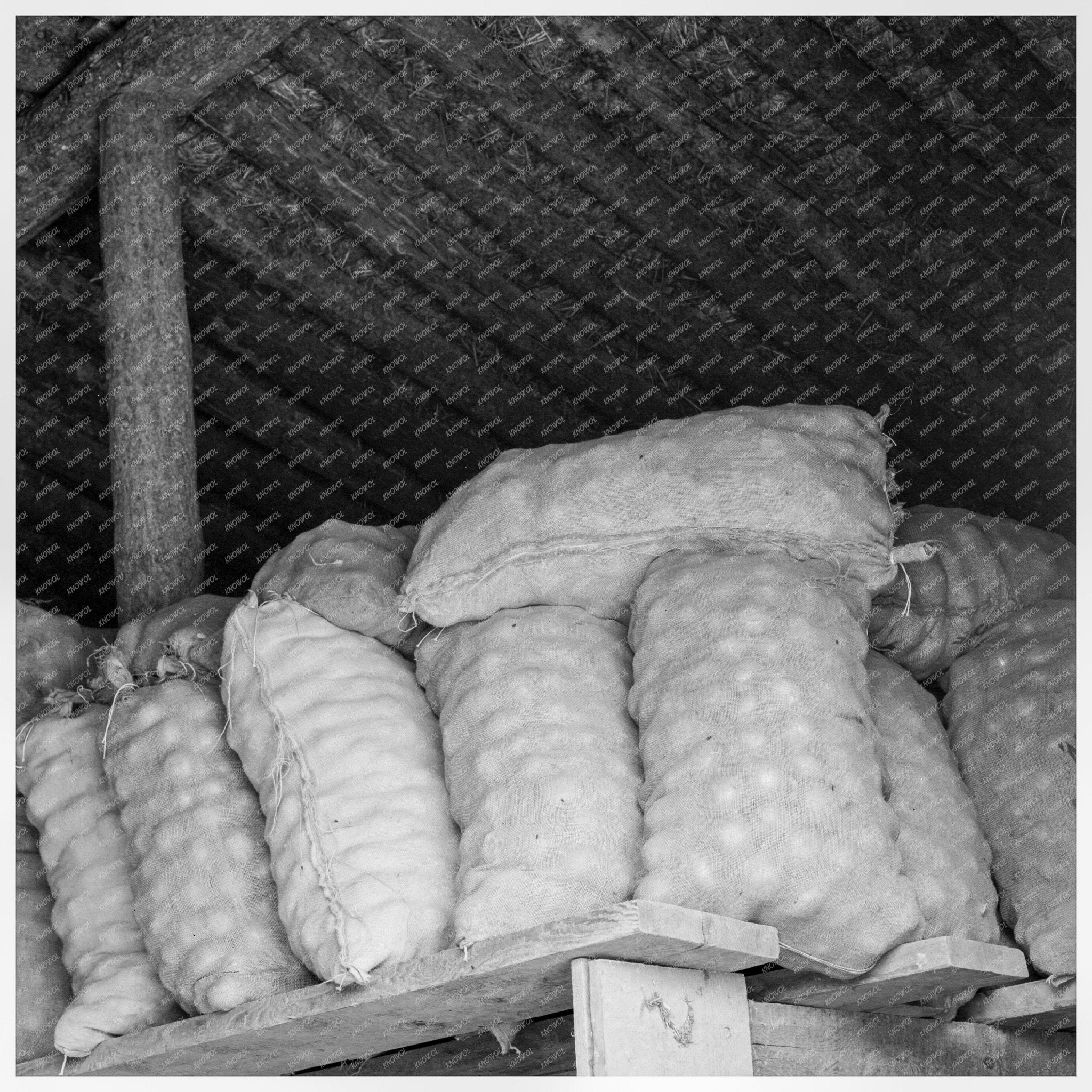 Fifty - Pound Onion Bags in Malheur County Oregon 1939 - Available at KNOWOL