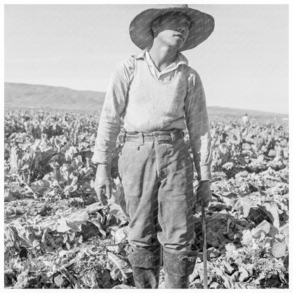 Filipino Boy Cutting Cauliflower March 1937 - Available at KNOWOL