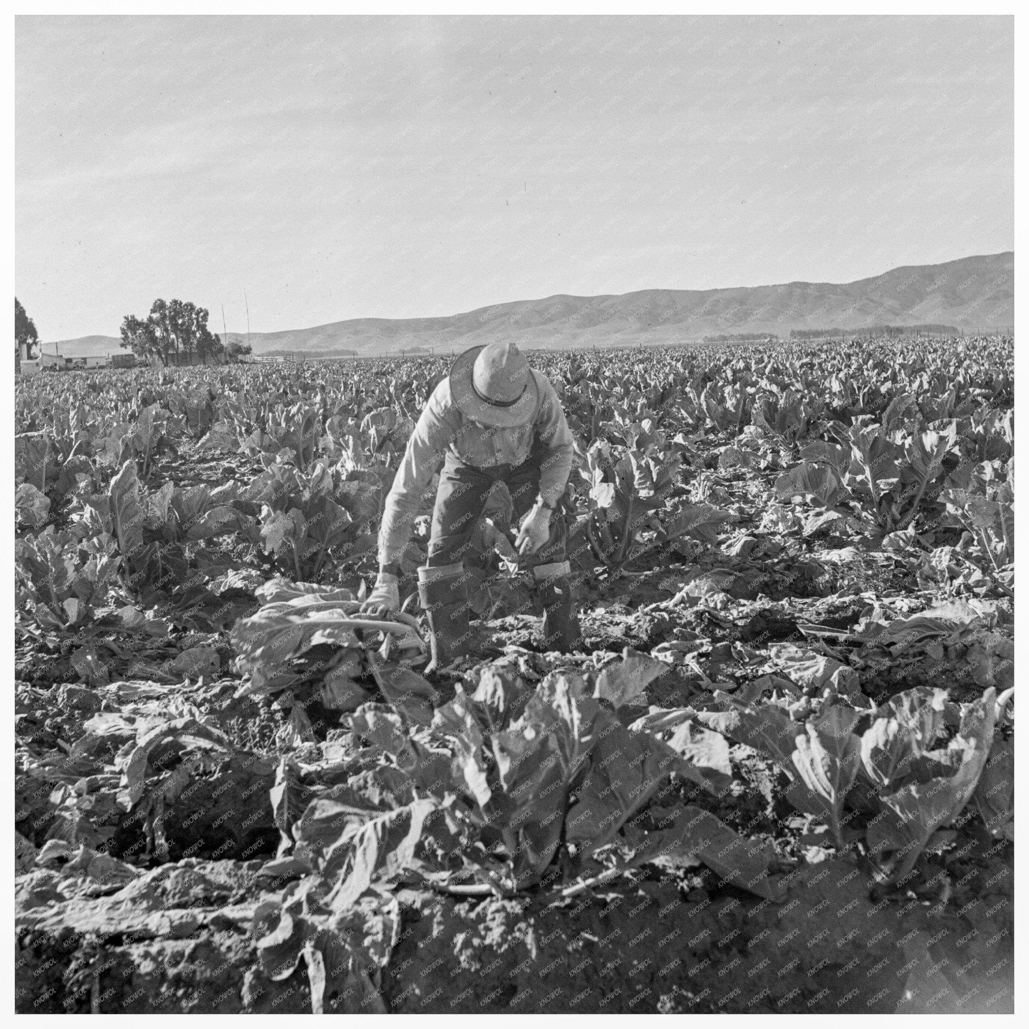 Filipino Boy Cutting Cauliflower Santa Maria 1937 - Available at KNOWOL