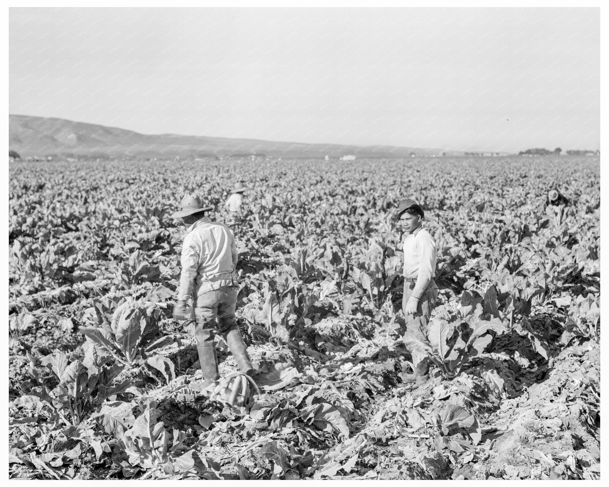 Filipino Boys Cutting Cauliflower California 1937 - Available at KNOWOL