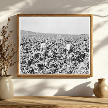 Filipino Boys Cutting Cauliflower California 1937 - Available at KNOWOL