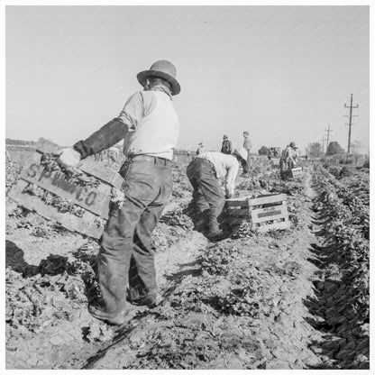 Filipino Boys Cutting Lettuce Imperial Valley 1937 - Available at KNOWOL