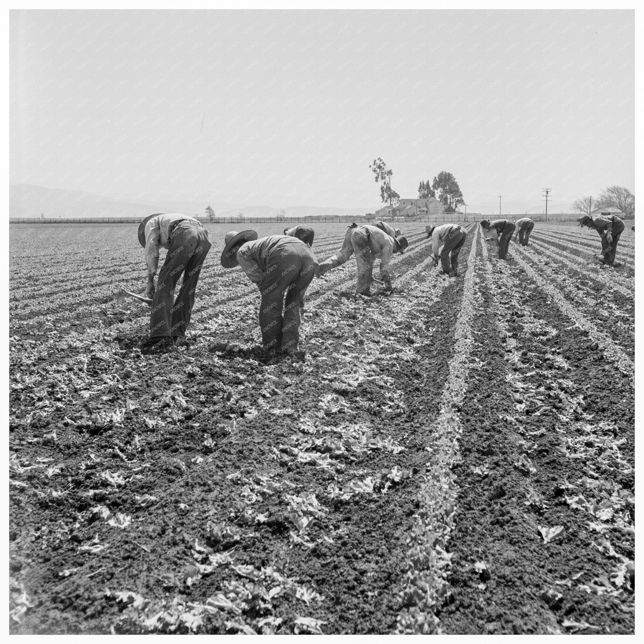 Filipino Boys Thinning Lettuce in Salinas 1939 - Available at KNOWOL