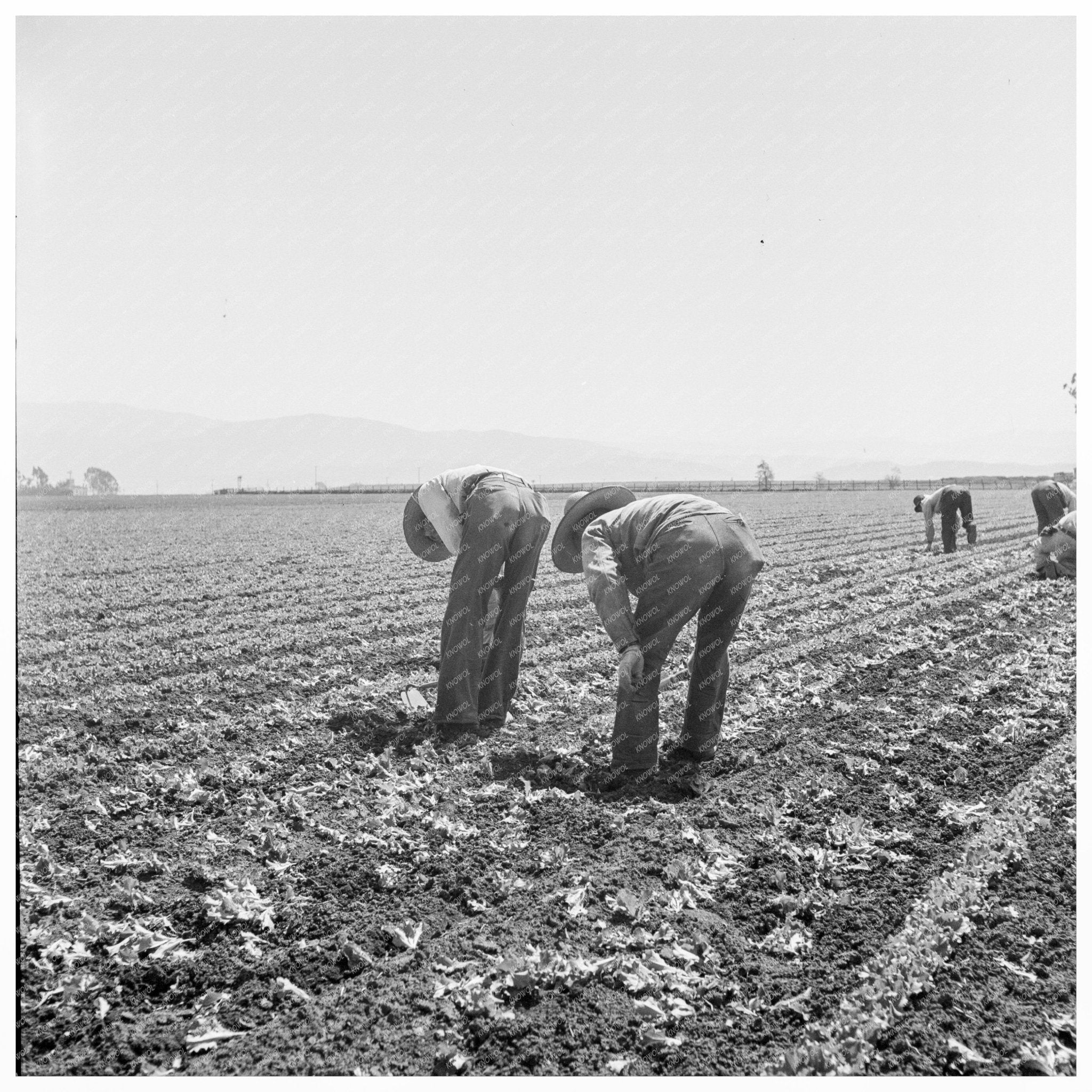 Filipino Boys Thinning Lettuce Salinas Valley 1939 - Available at KNOWOL