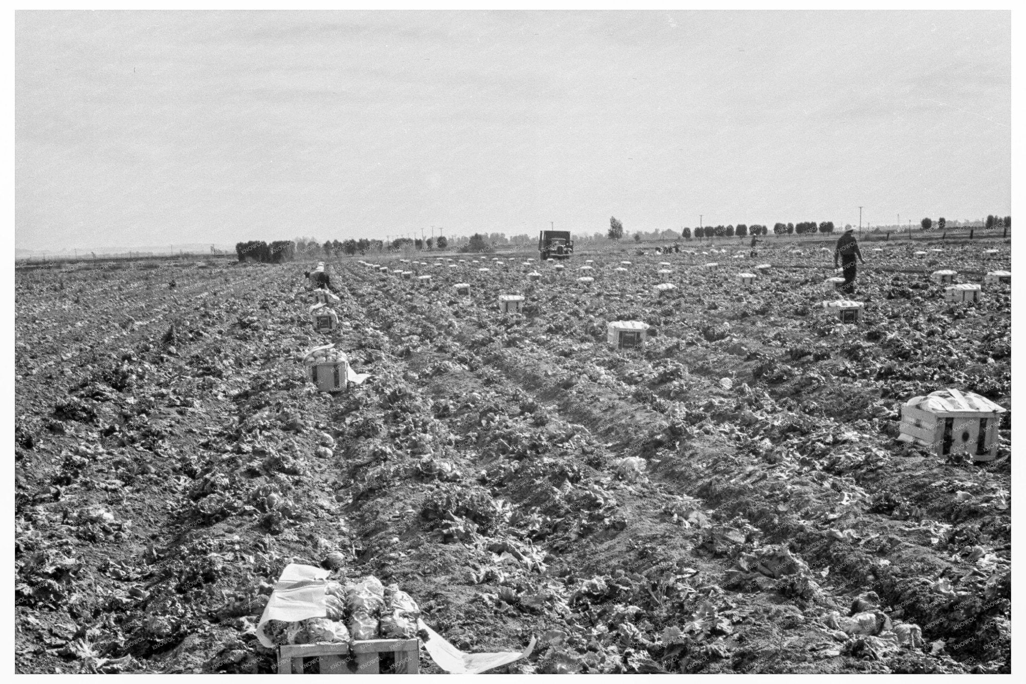 Filipino Field Gang Harvesting Lettuce California 1939 - Available at KNOWOL