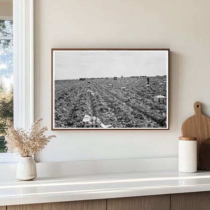 Filipino Field Gang Harvesting Lettuce California 1939 - Available at KNOWOL