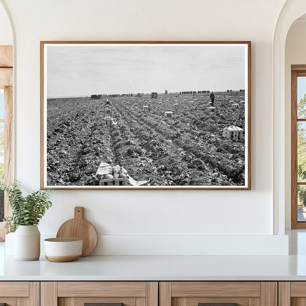 Filipino Field Gang Harvesting Lettuce California 1939 - Available at KNOWOL