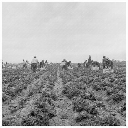 Filipino Laborers Cutting Lettuce Westmorland 1939 - Available at KNOWOL