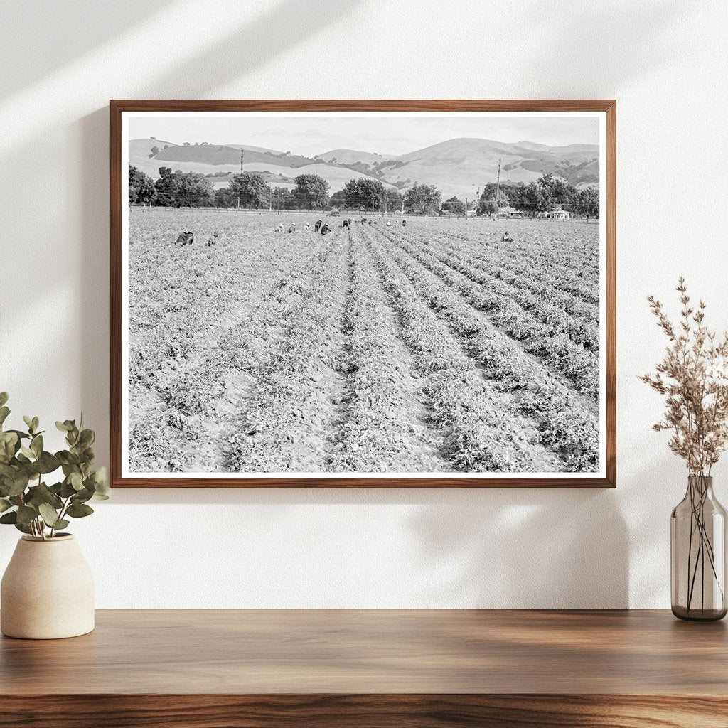 Filipino Laborers in Pea Field California 1938 - Available at KNOWOL