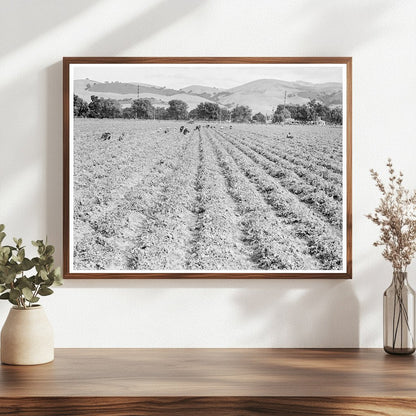 Filipino Laborers in Pea Field California 1938 - Available at KNOWOL