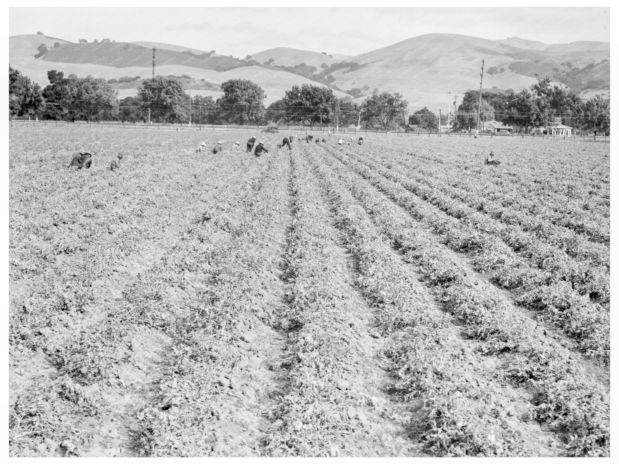 Filipino Laborers in Pea Field California 1938 - Available at KNOWOL