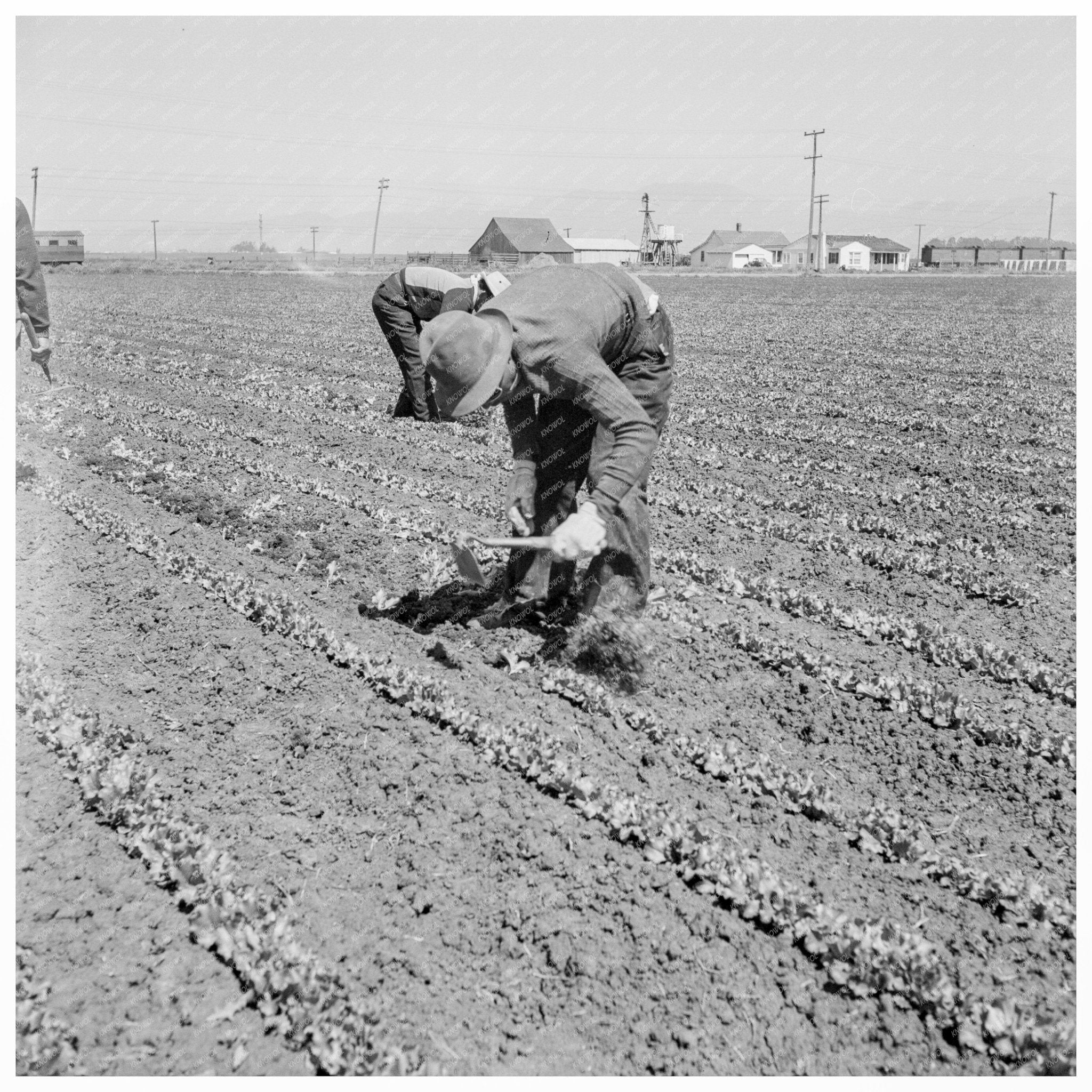 Filipino Laborers Thinning Lettuce Salinas Valley 1939 - Available at KNOWOL