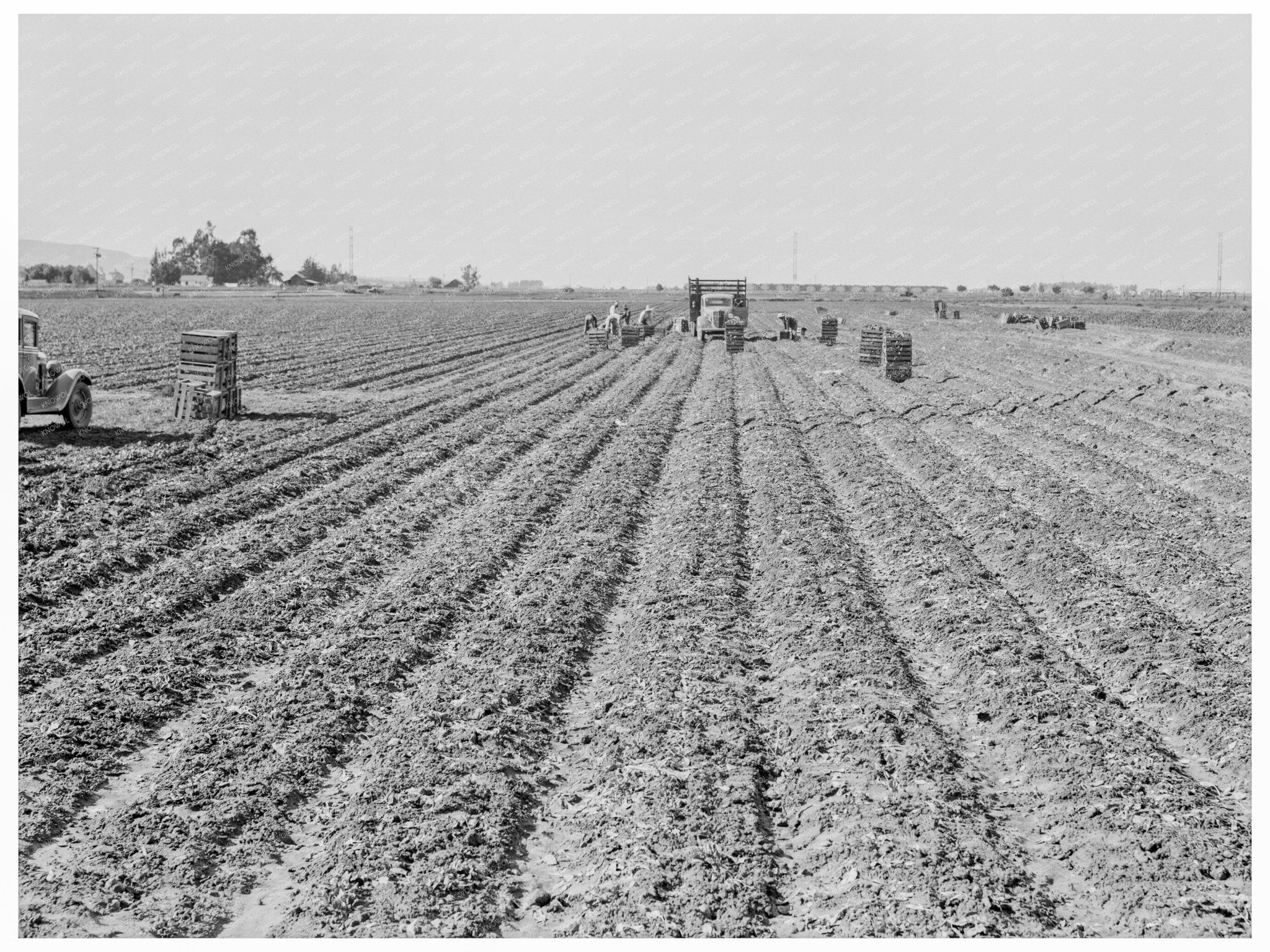 Filipino Spinach Harvesters Santa Maria 1939 - Available at KNOWOL