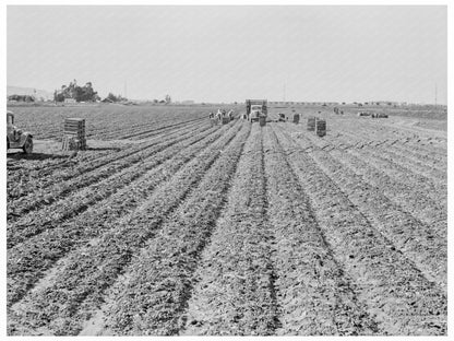 Filipino Spinach Harvesters Santa Maria 1939 - Available at KNOWOL