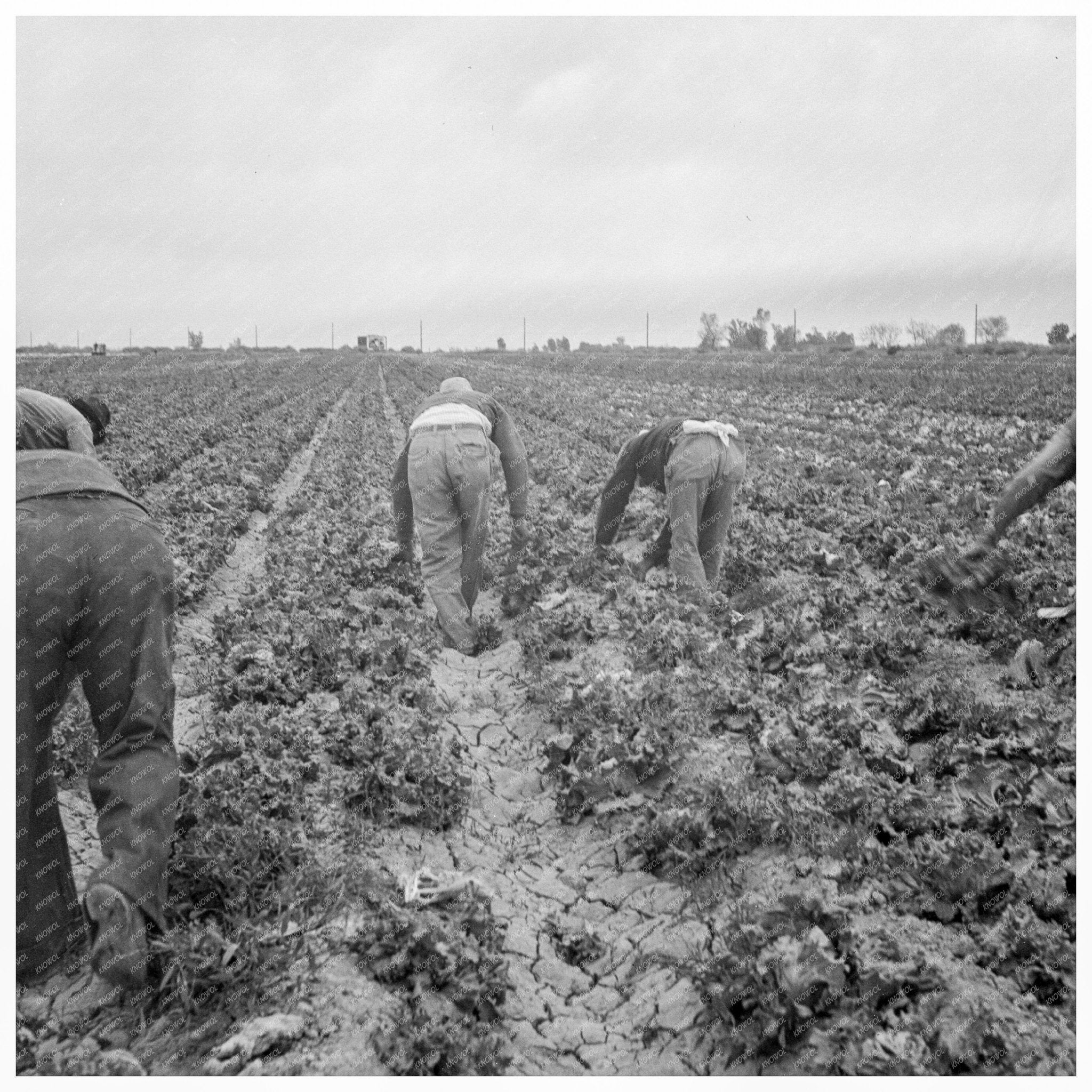 Filipino Workers Cutting Lettuce California 1939 - Available at KNOWOL