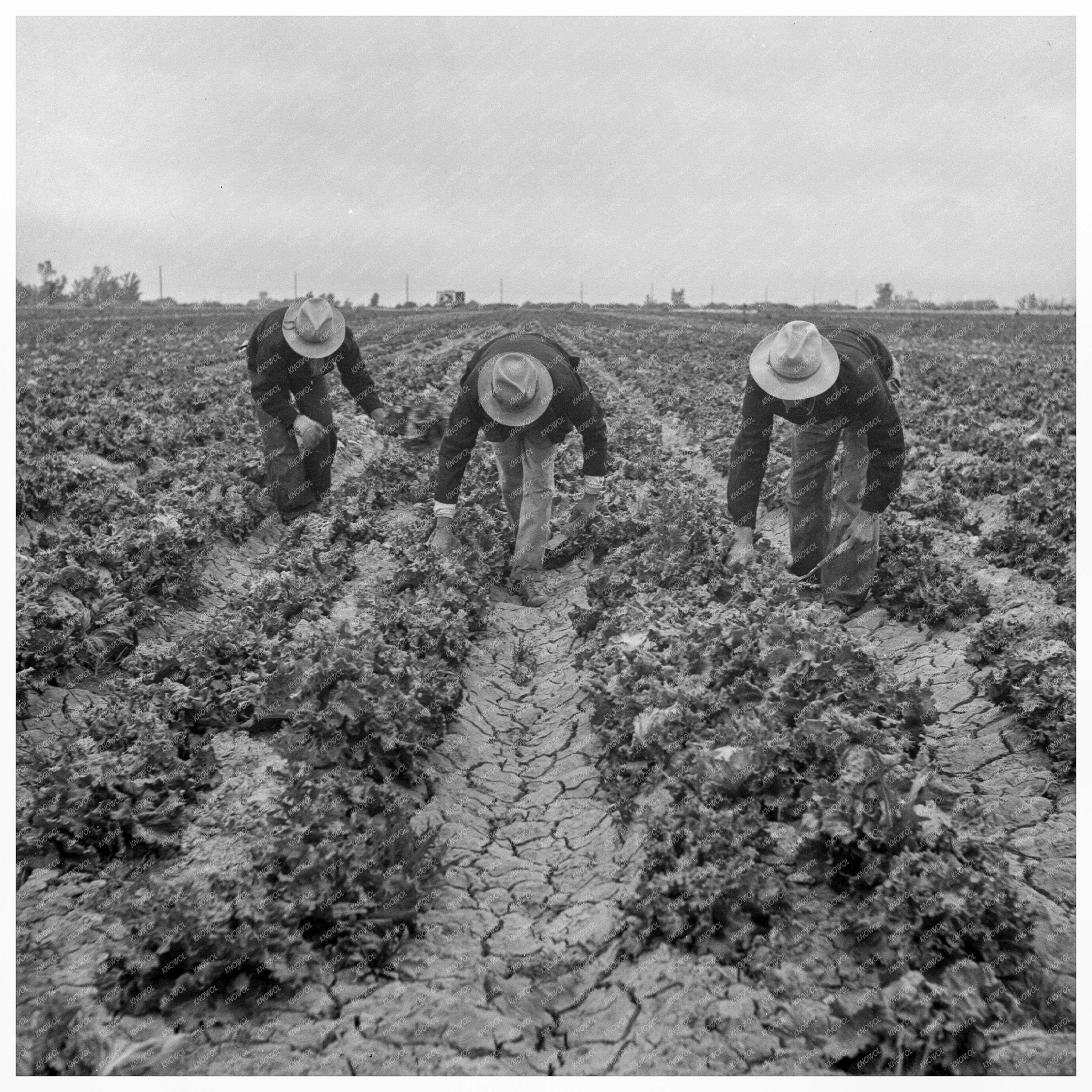 Filipino Workers Cutting Lettuce Imperial Valley 1939 - Available at KNOWOL