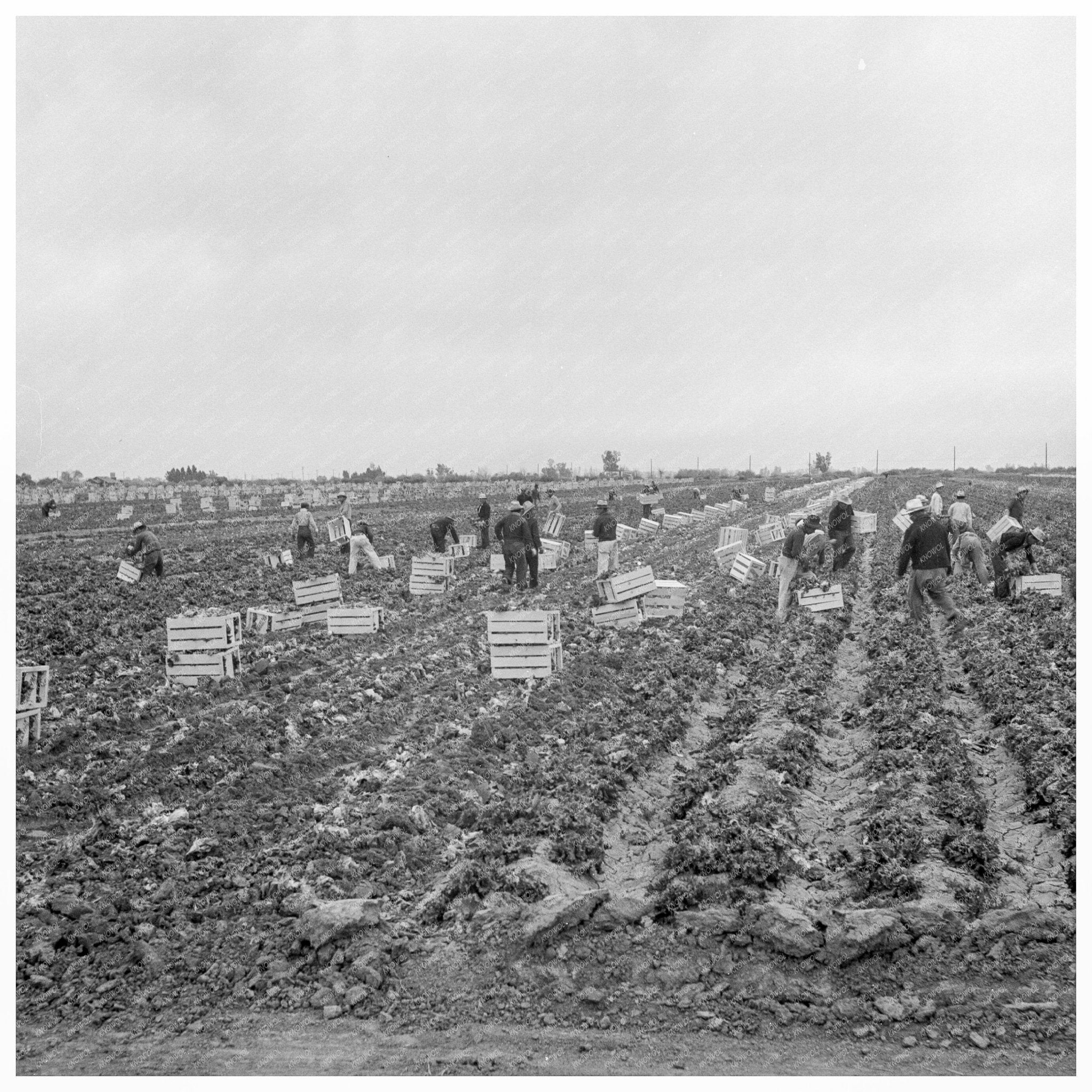 Filipino Workers Harvesting Lettuce California 1939 - Available at KNOWOL