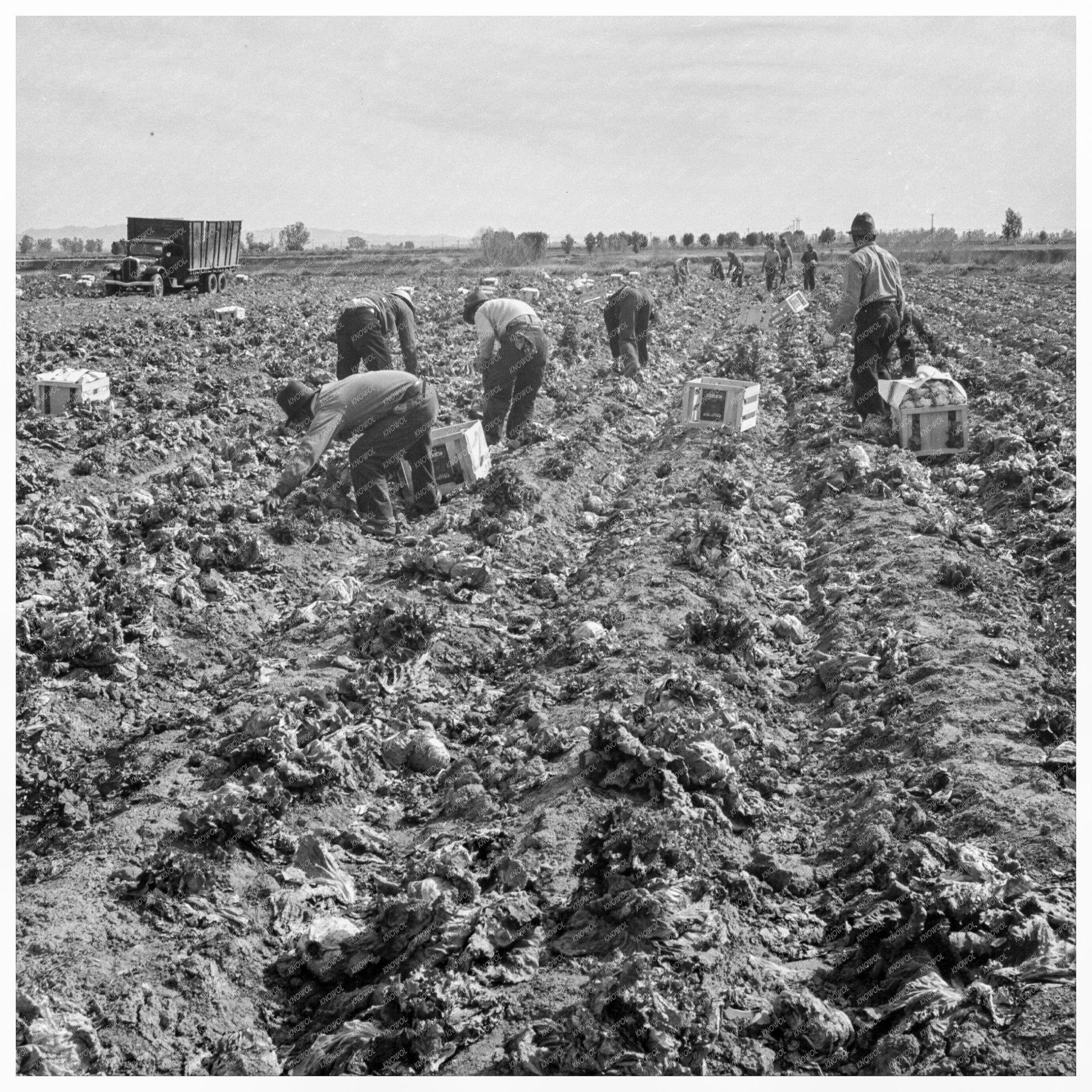 Filipino Workers in Lettuce Field Brawley 1939 - Available at KNOWOL