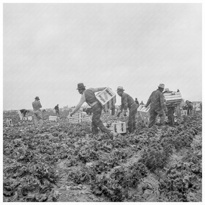 Filipinos Cutting Lettuce in Imperial Valley 1939 - Available at KNOWOL